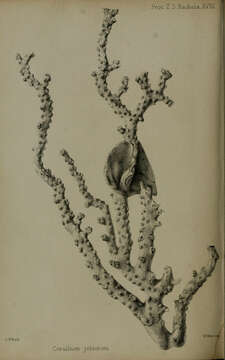 Image of Pleurocorallium johnsoni (Gray 1860)