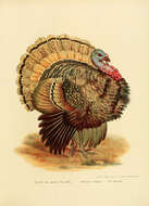 Imagem de Meleagris gallopavo Linnaeus 1758