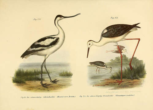 Image of avocet, pied avocet