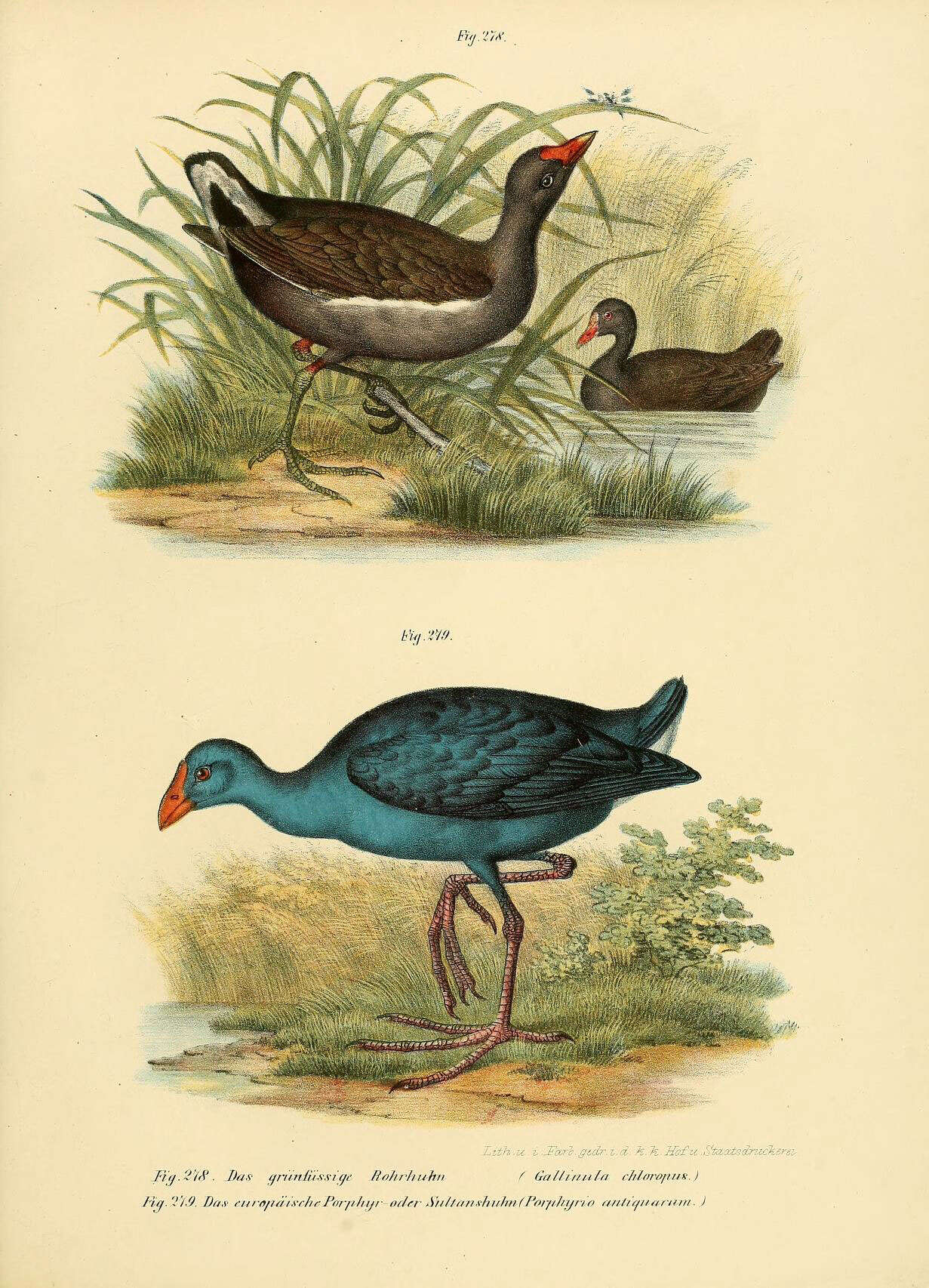 Image of Common Moorhen