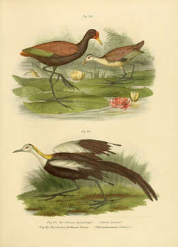 Image of Wattled Jacana