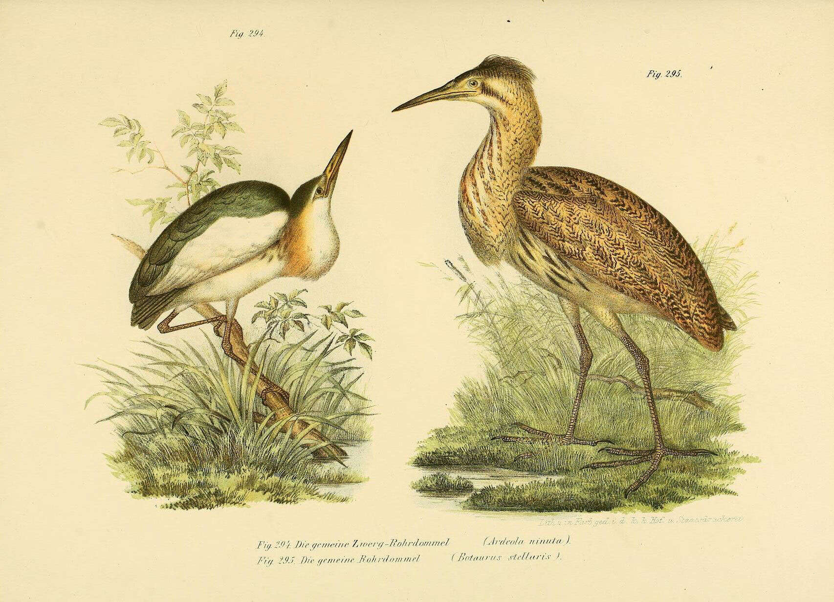 Image of great bittern, bittern