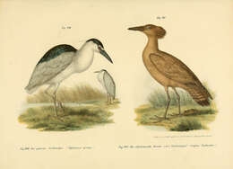 Image of Night Herons