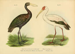 Image of Yellow-billed Stork