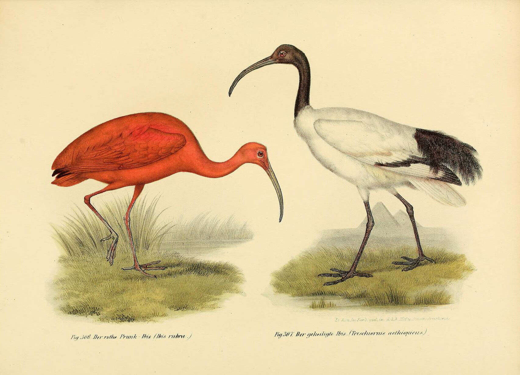 Image of Scarlet Ibis