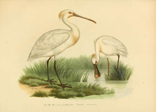 Image of spoonbill, eurasian spoonbill