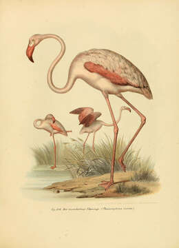 Imagem de Phoenicopterus roseus Pallas 1811