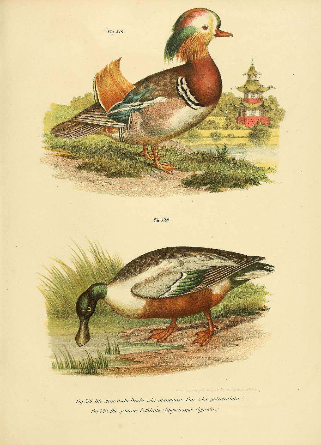 Image of Mandarin Duck