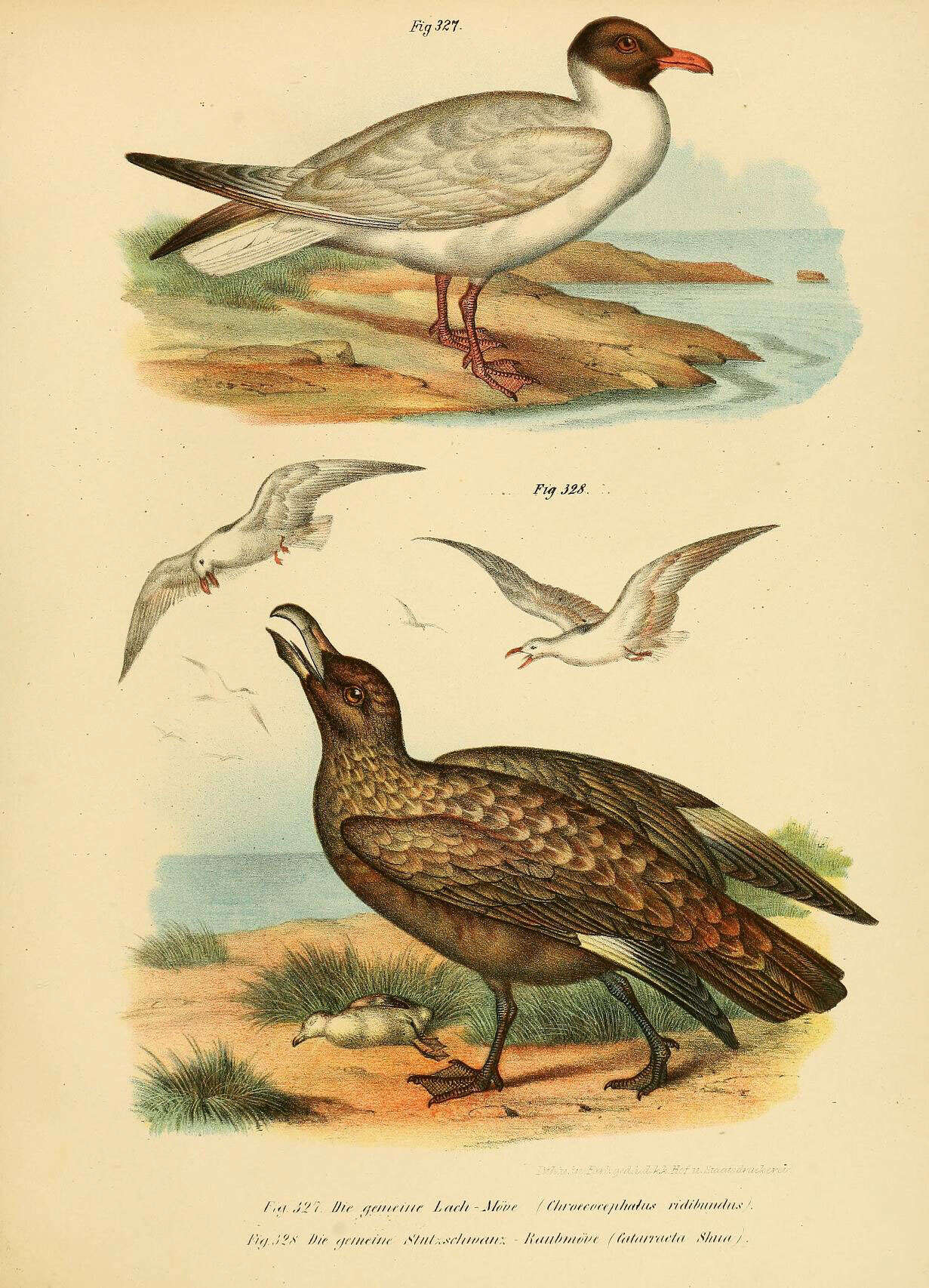 Image of Black-headed Gull