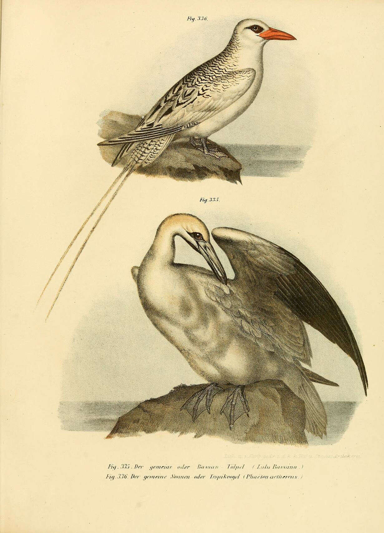 Image of Red-billed Tropicbird