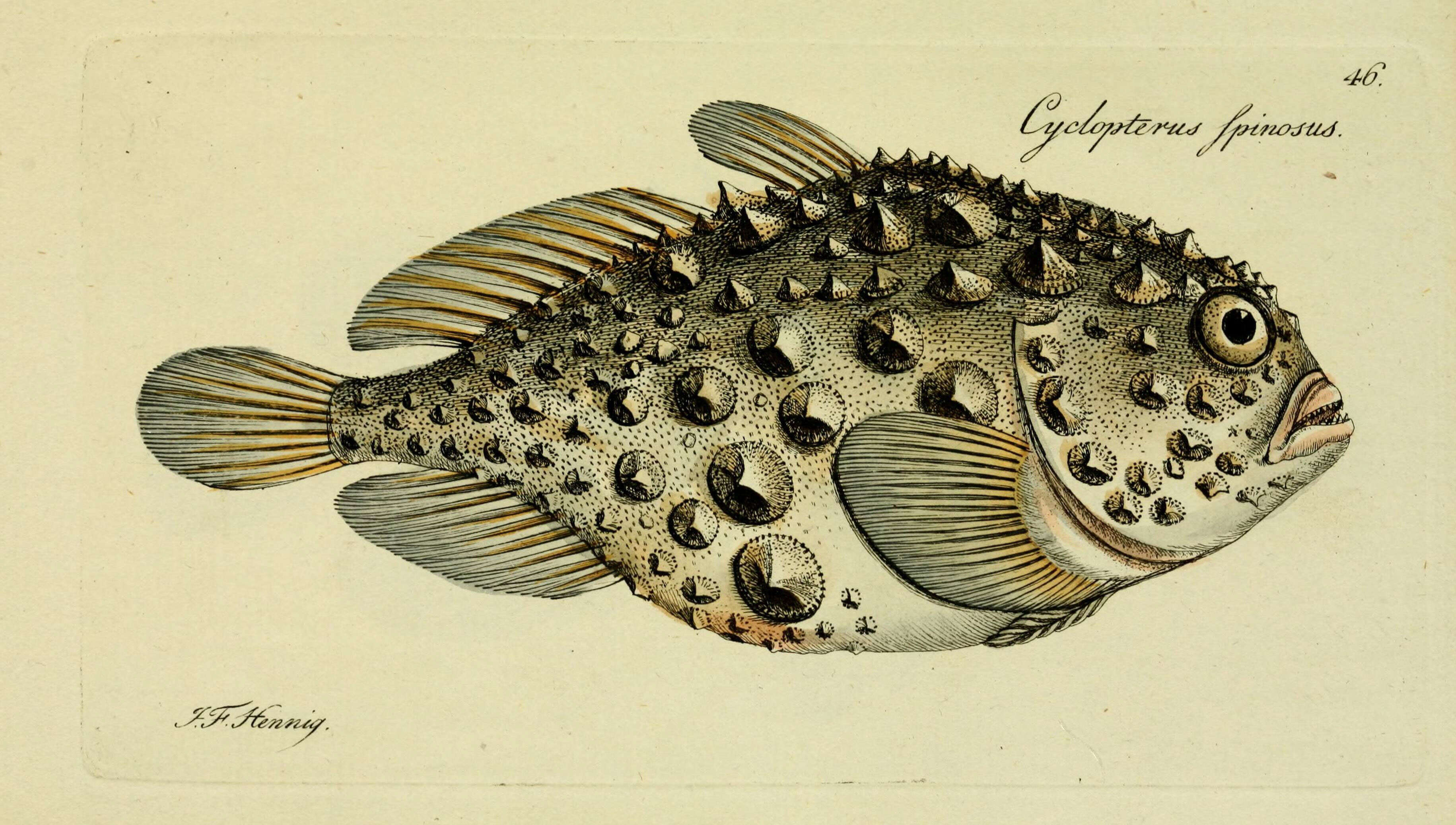 Image of Atlantic spiny lumpsucker