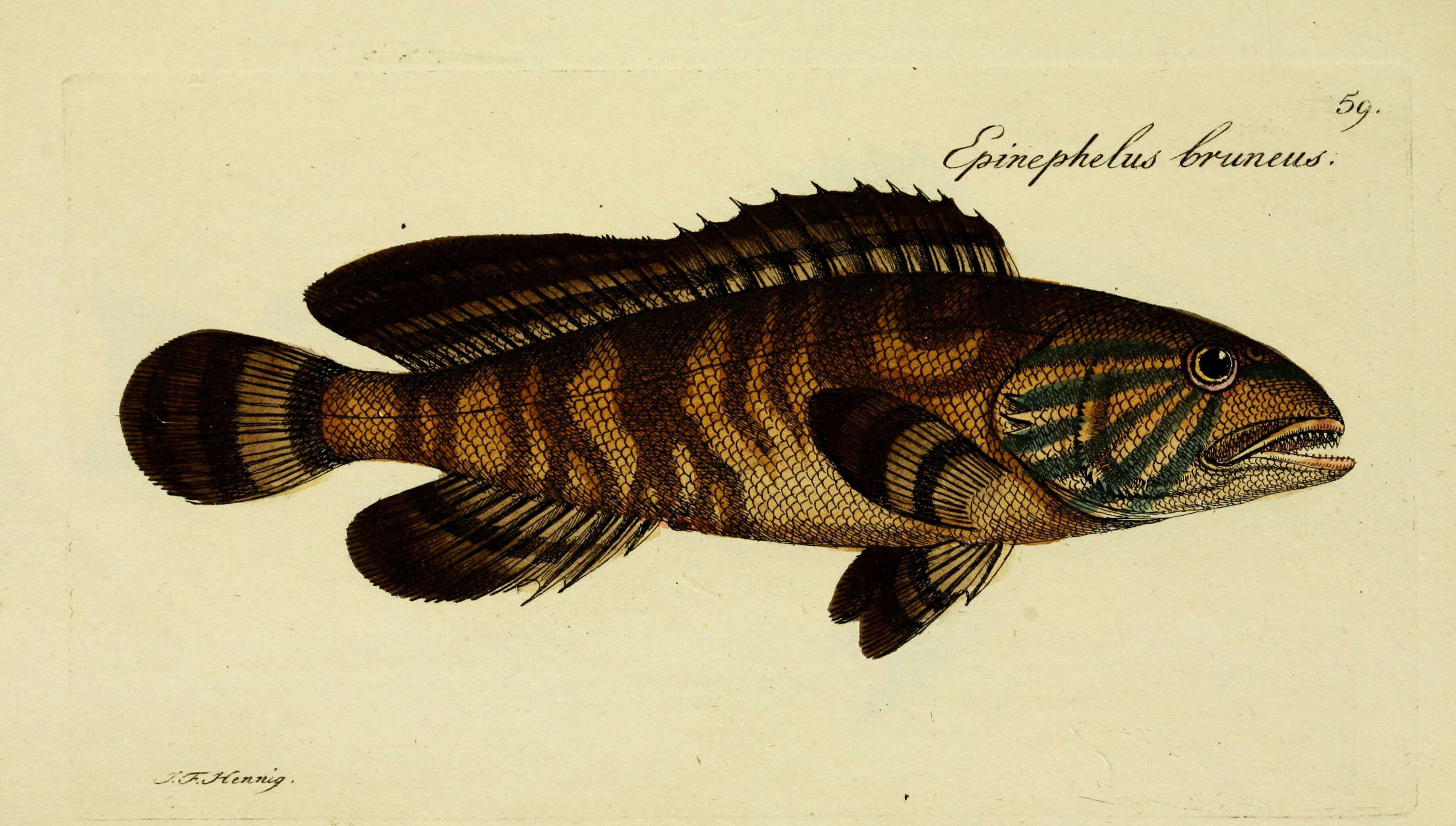 Imagem de Epinephelus bruneus Bloch 1793