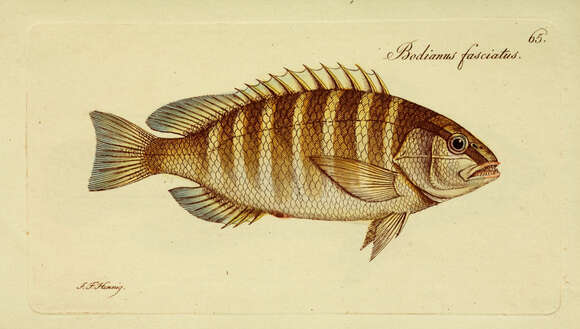 Imagem de Lutjanus apodus (Walbaum 1792)