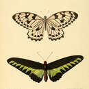 Image of Ornithoptera brookiana