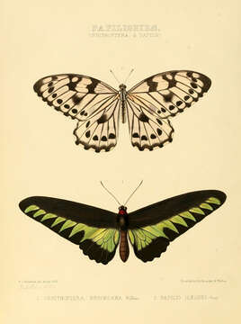 Image of Ornithoptera brookiana