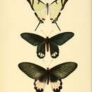 Papilio salvini resmi