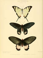 Image de Papilio salvini