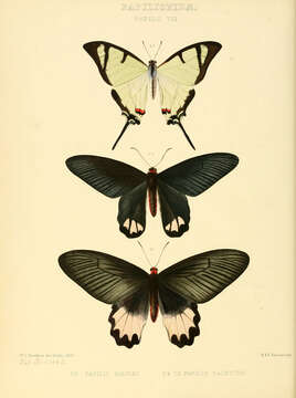 Image de Papilio salvini