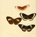 Sivun Euploea eupator Hewitson 1856 kuva