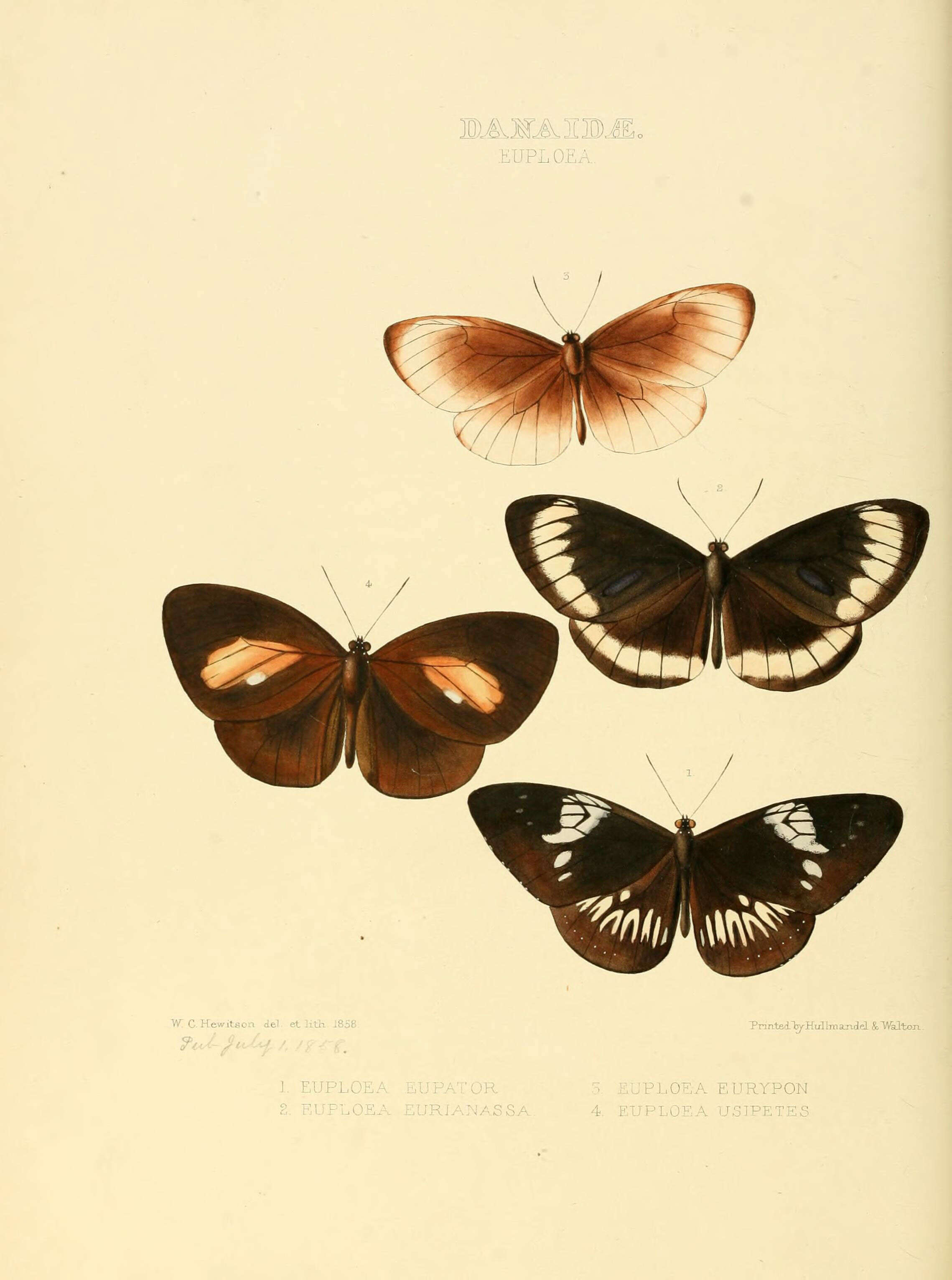 Image de Euploea eupator Hewitson 1856