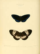 Image de Euploea eupator Hewitson 1856