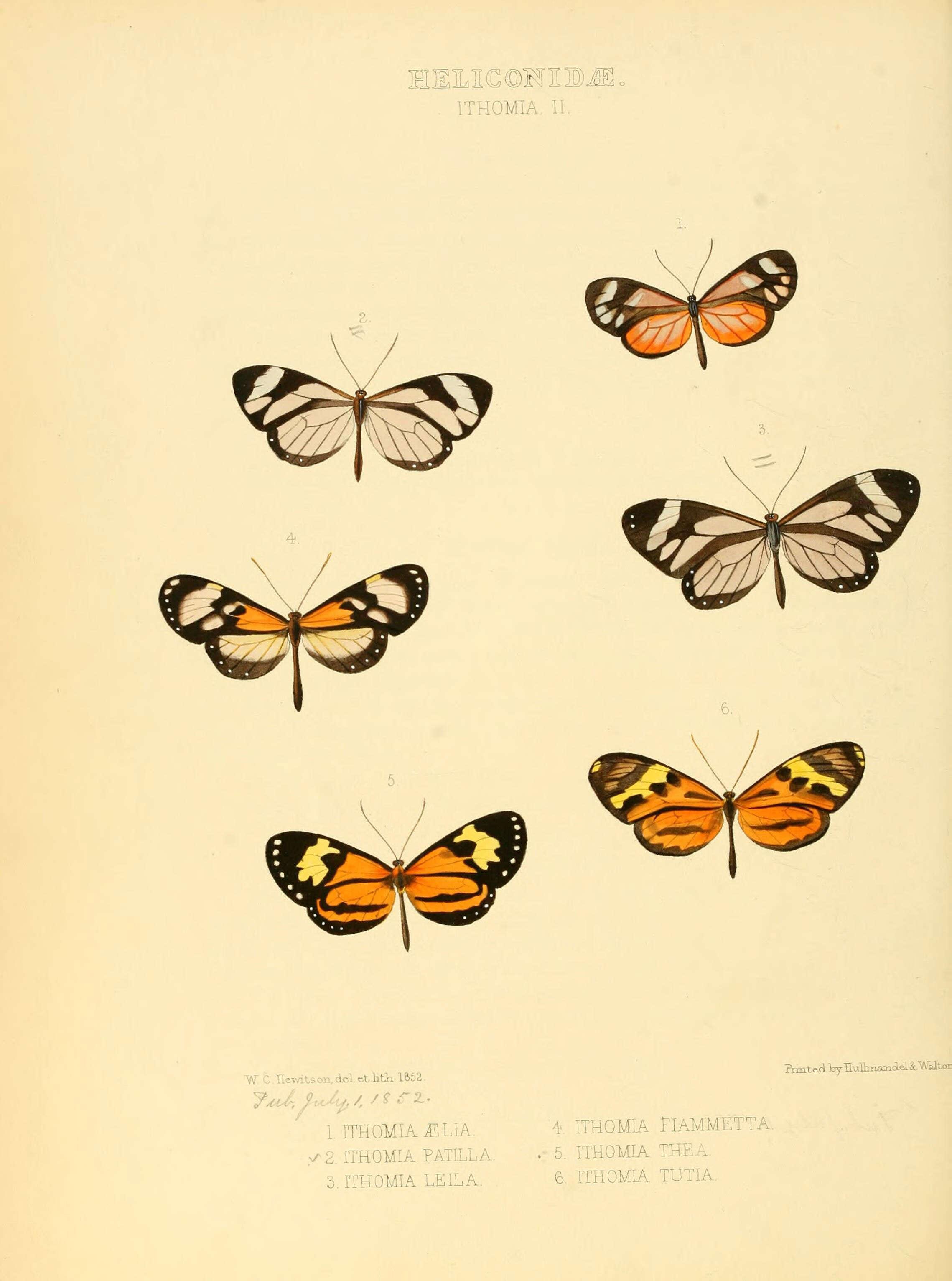 Image de Ithomia aelia Hewitson 1852