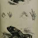 Image of Nanorana liebigii (Günther 1860)