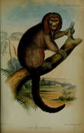 Image of new world monkeys