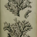 Image of Distichopora coccinea Gray 1860
