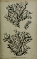 Image of Distichopora coccinea Gray 1860
