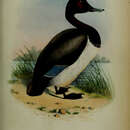 صورة Fuligula Stephens 1824