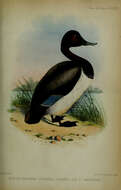 Image of Fuligula Stephens 1824