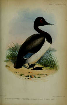 صورة Fuligula Stephens 1824