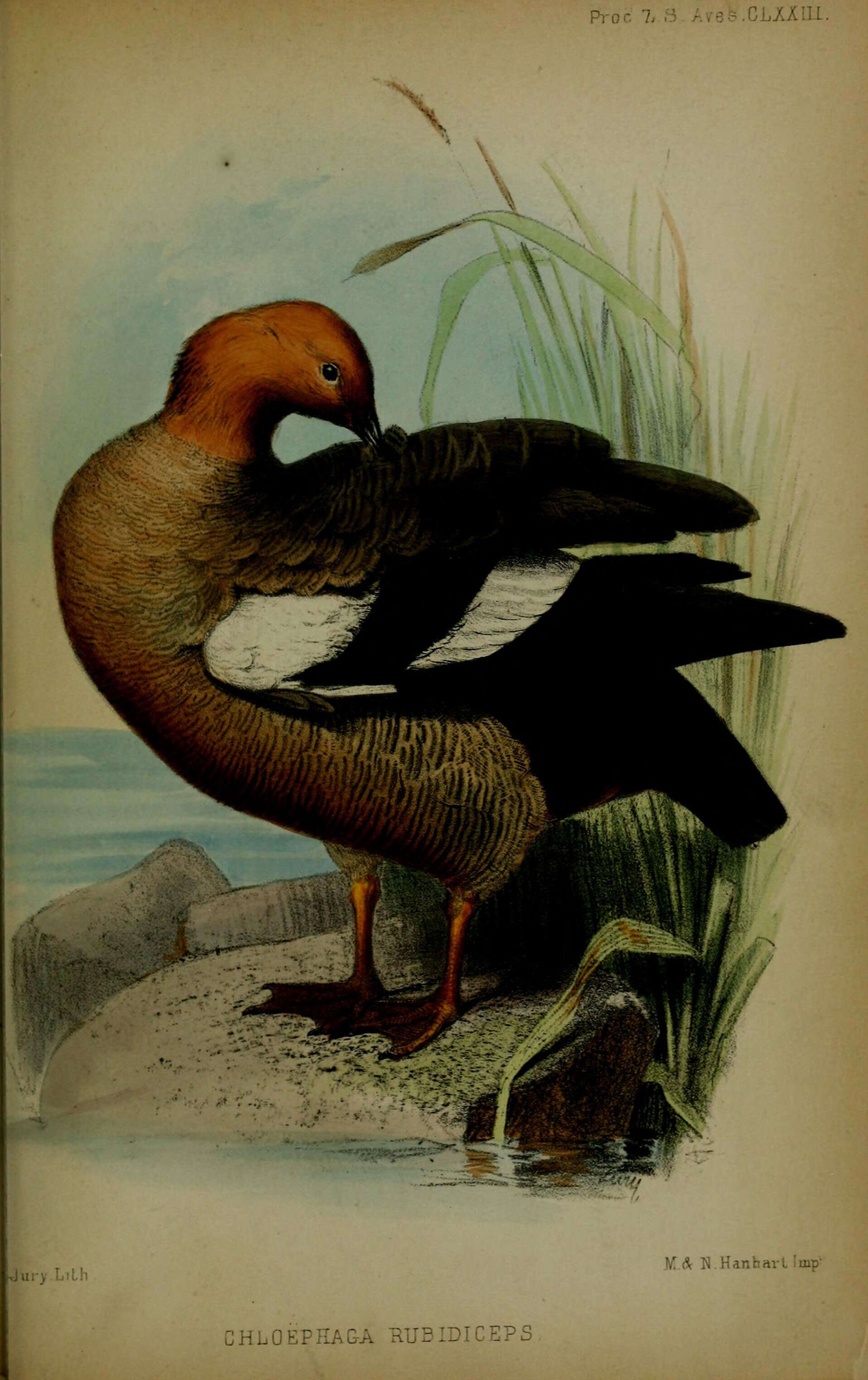 Image of Ruddy-headed Goose