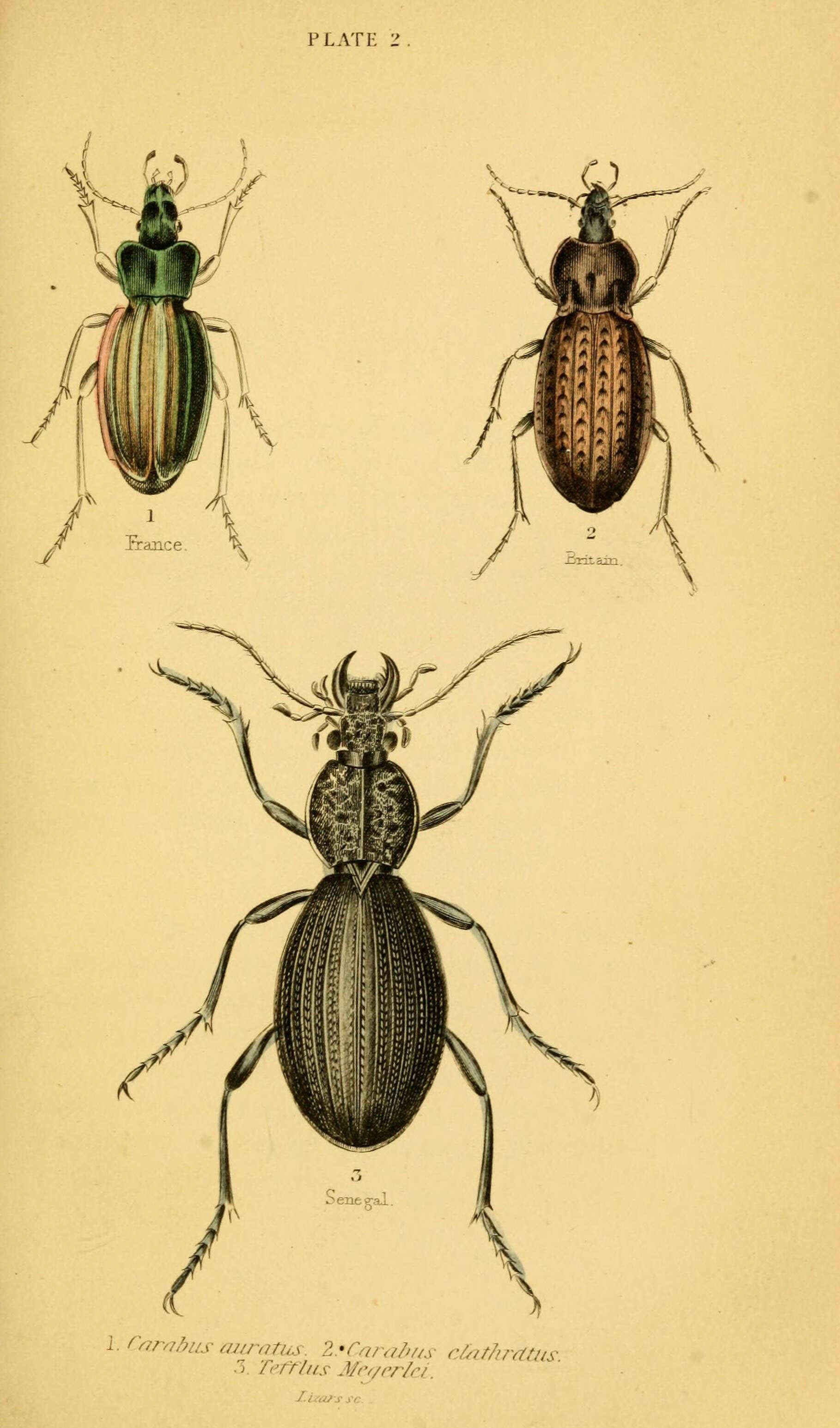 Imagem de Carabus (Tachypus) auratus Linnaeus 1760