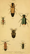 Image of Click beetle
