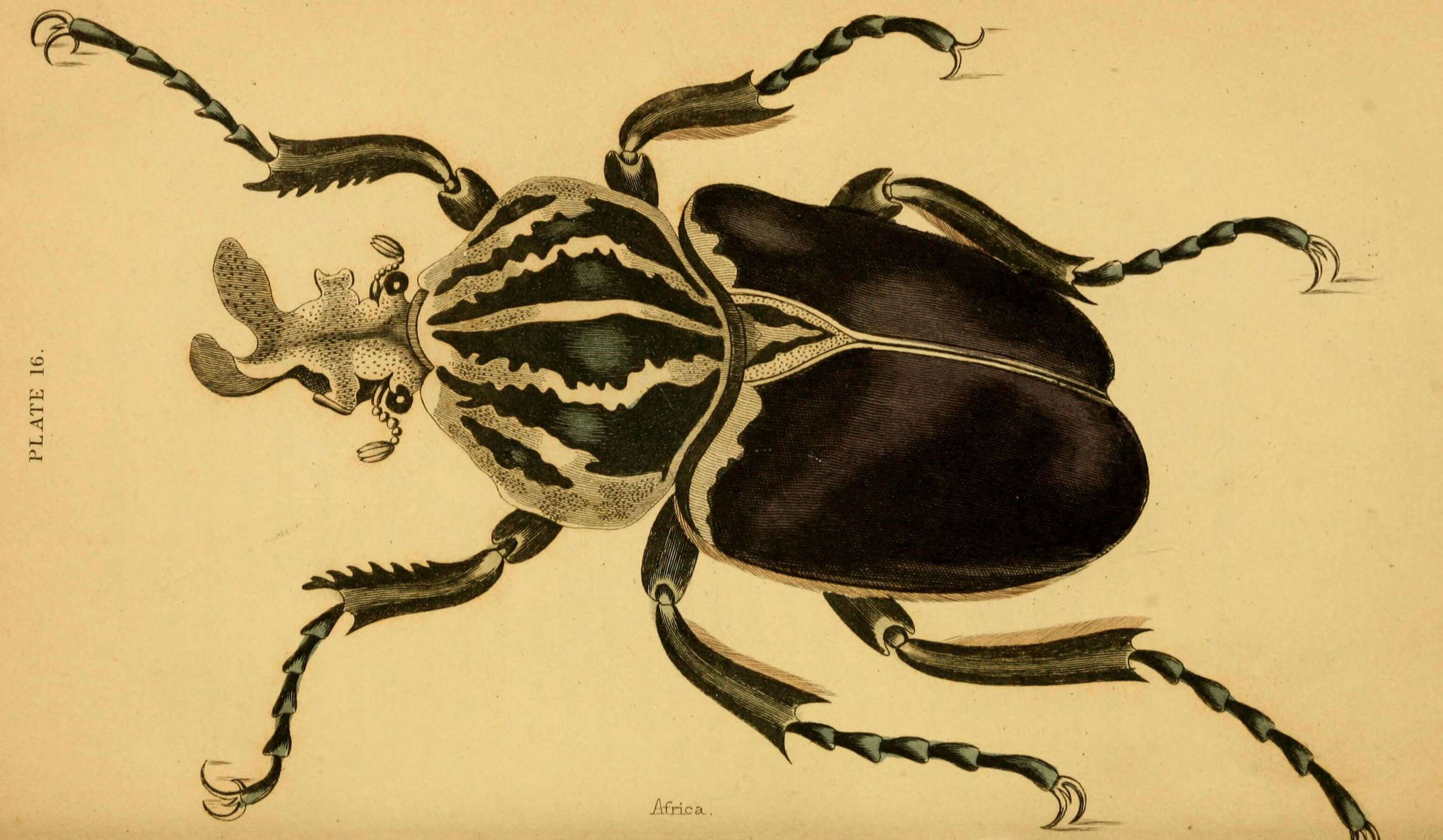 Image of Goliathus goliatus (Linnaeus 1771)