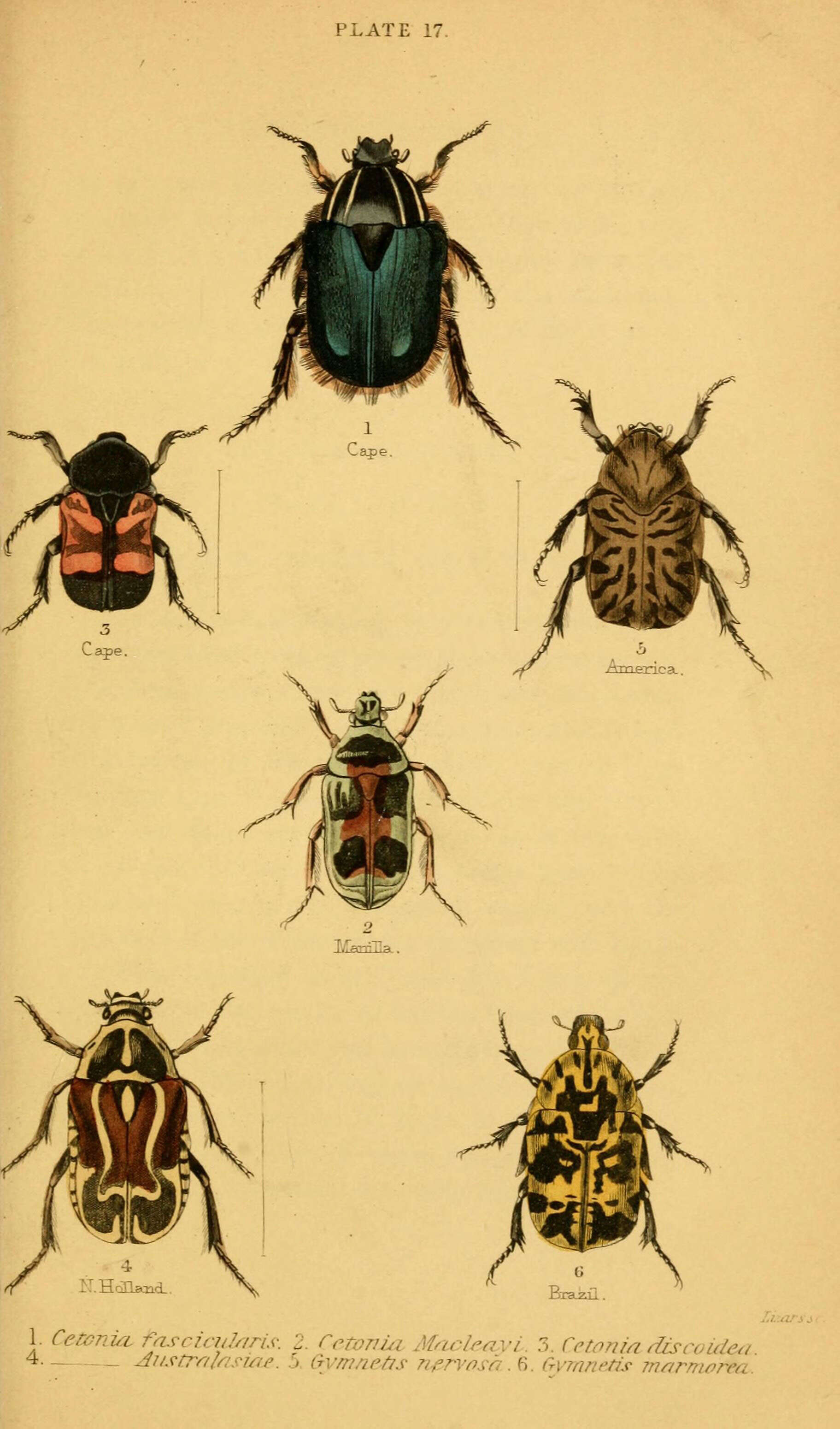 Image of Trichostetha fascicularis (Linnaeus 1767)