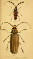 Image of Orthomegas cinnamomeus (Linné 1758)