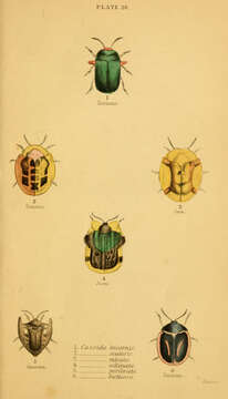 Image of Omocerus (Omocerus) bicornis (Linnaeus 1763)