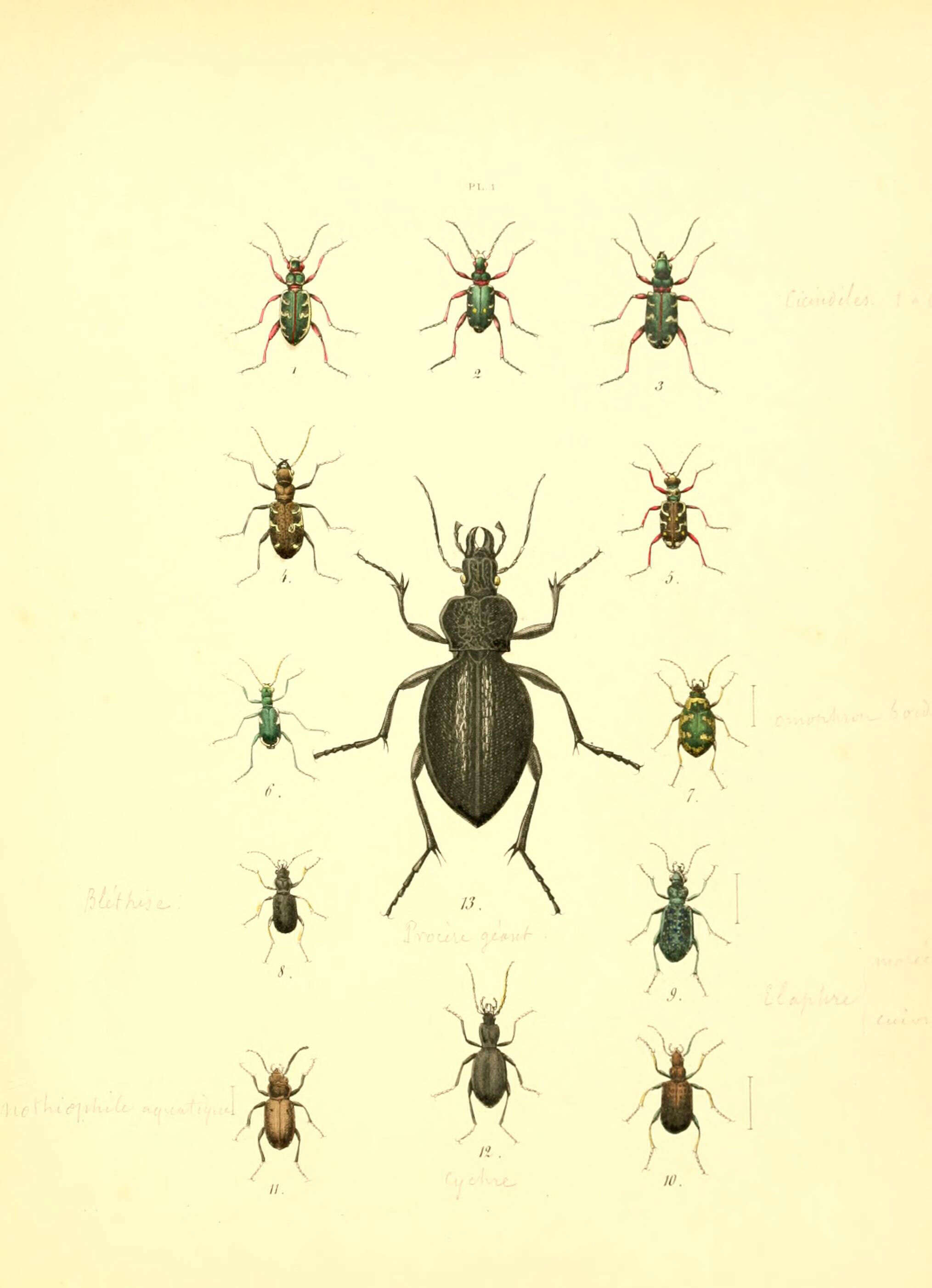 Image de Cicindela (Cicindela) hybrida Linnaeus 1758