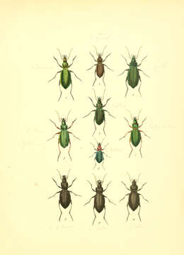 Слика од Carabus (Carabus) granulatus Linnaeus 1758