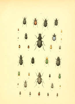 Image of Pterostichus (Pterostichus) cristatus (L. Dufour 1820)