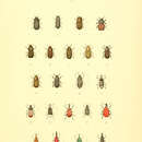 Plancia ëd Cryphalus tiliae Erichson 1836