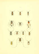 Image of Obrium cantharinum (Linné 1767)