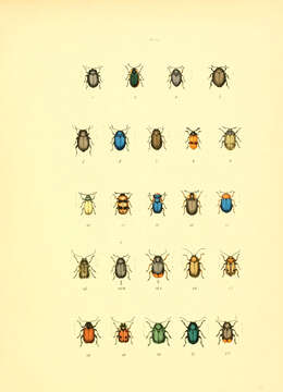 Image of Phaedon (Phaedon) armoraciae (Linnaeus 1758)