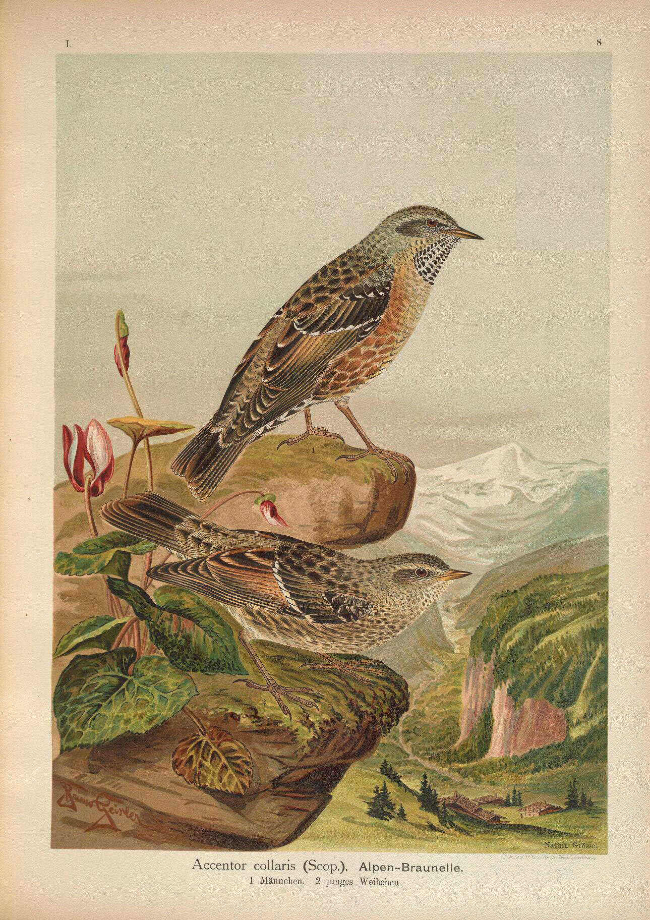 Image of Alpine Accentor