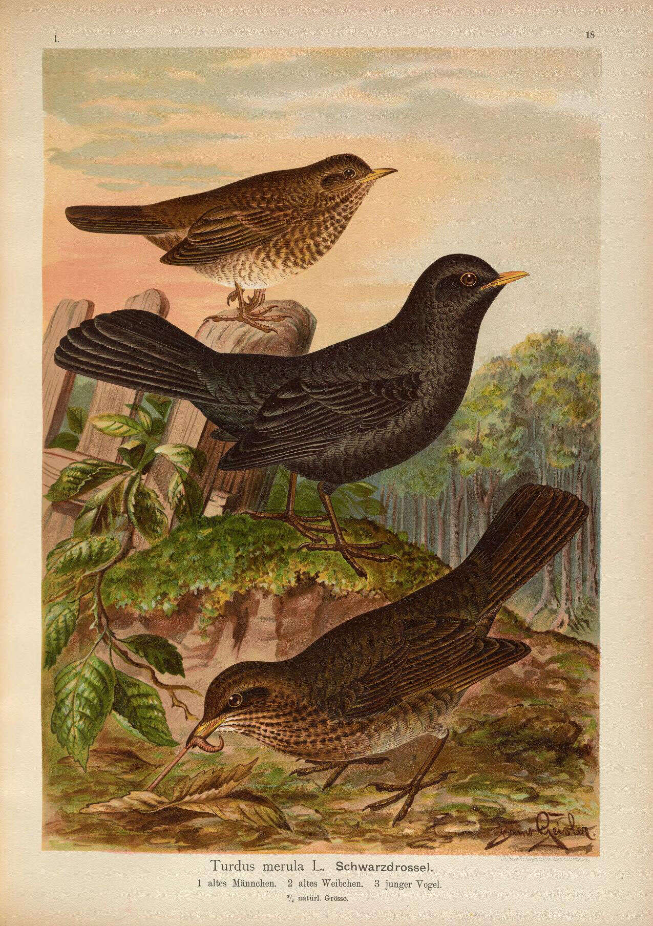 Image of Blackbird