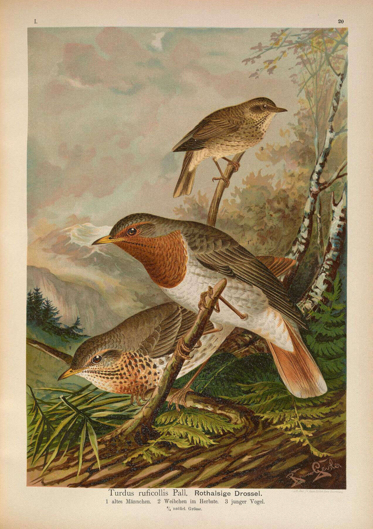 Image of Black-throated Thrush