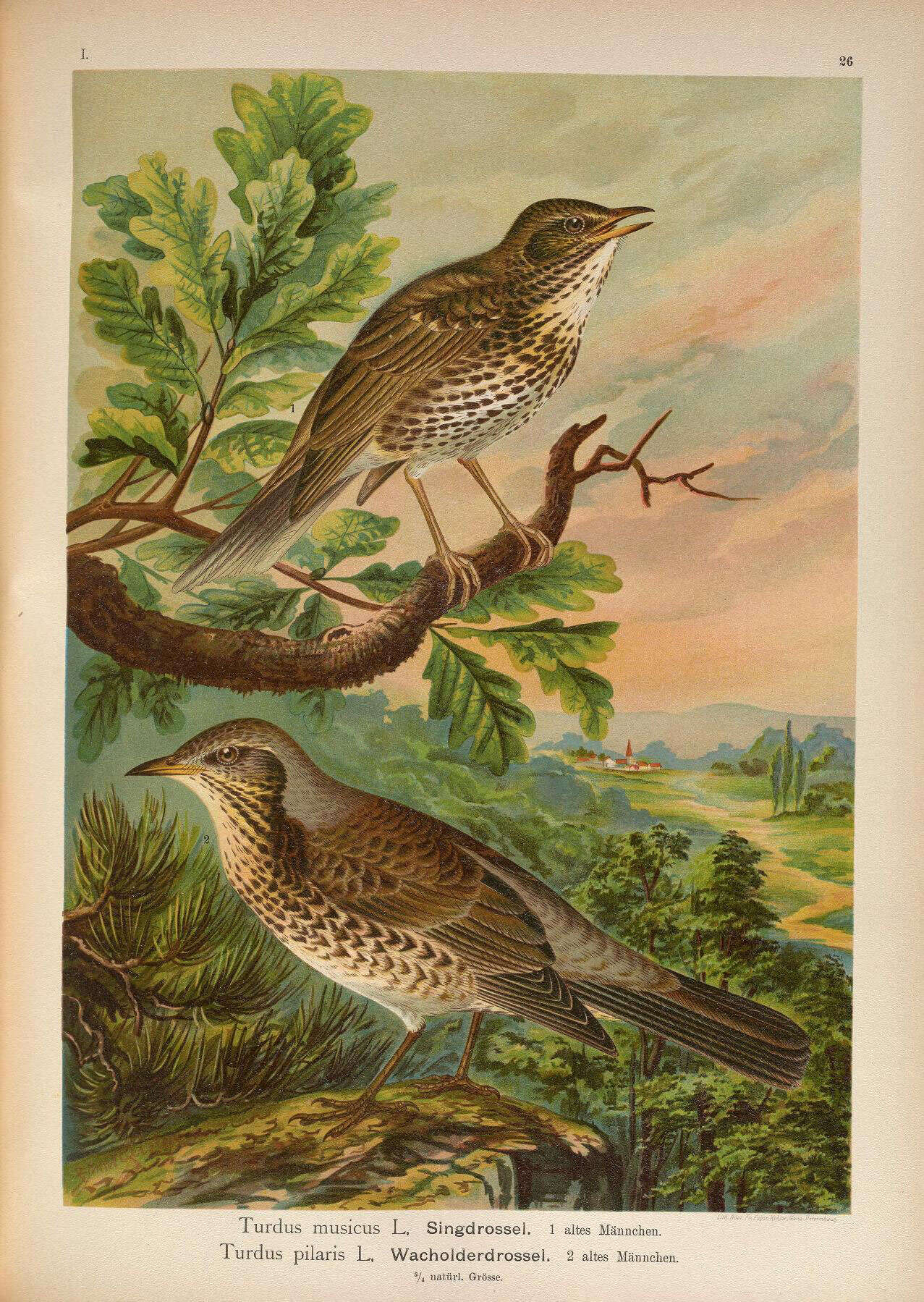 Image of Song Thrush